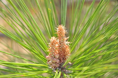 Pinus yunnanensis