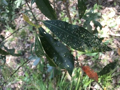 Elaeocarpus zollingeri