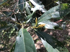 Elaeocarpus zollingeri