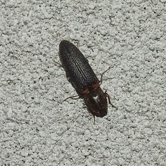 Limonius auripilis