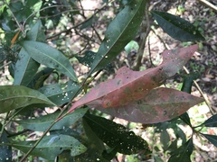 Elaeocarpus zollingeri