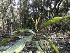 Elaeocarpus zollingeri