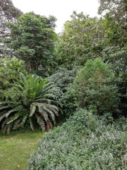 Encephalartos altensteinii