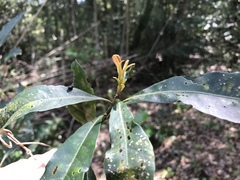 Elaeocarpus zollingeri