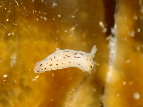 Polycera atra