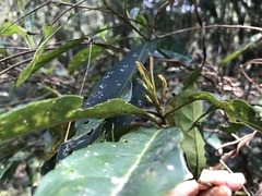 Elaeocarpus zollingeri