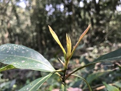 Elaeocarpus zollingeri
