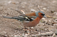 Fringilla coelebs