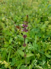 Stachys crenata