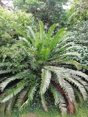 Encephalartos altensteinii