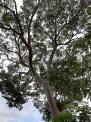 Albizia suluensis