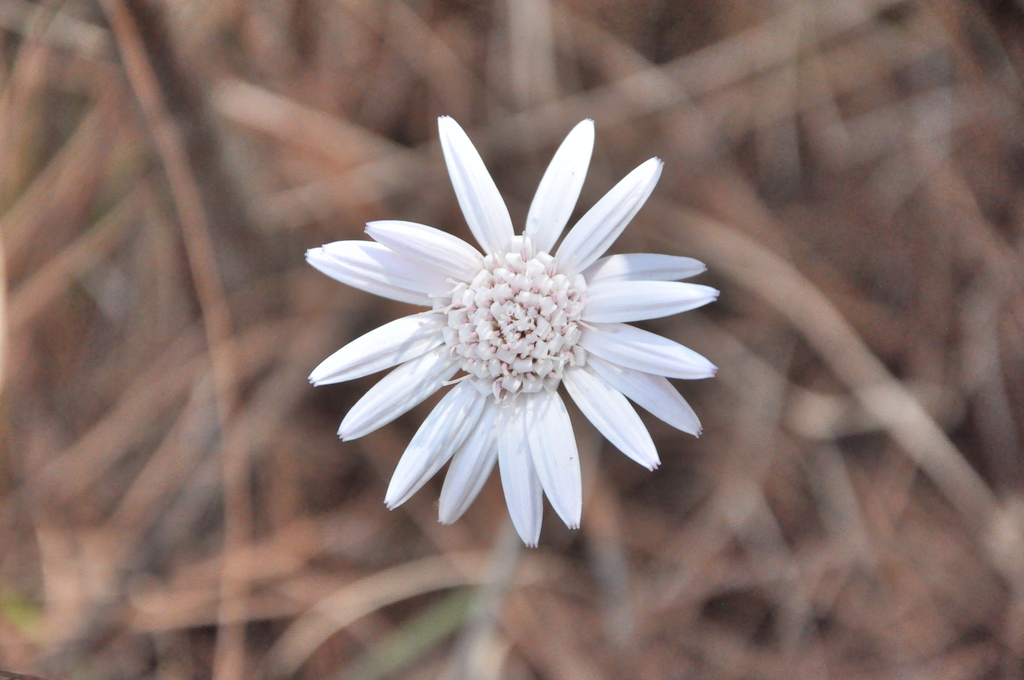 Oreoseris delavayi