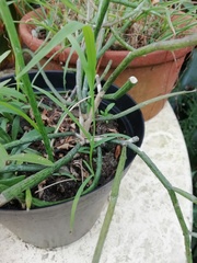 Ceropegia ampliata