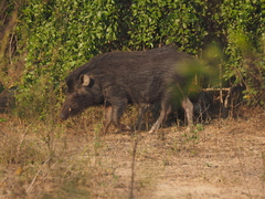 Sus scrofa cristatus