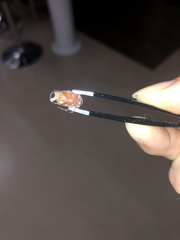 Maladera insanabilis