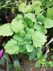 Coleus grandidentatus