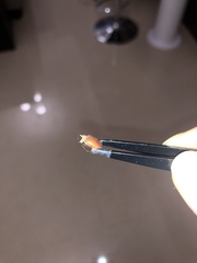 Maladera insanabilis