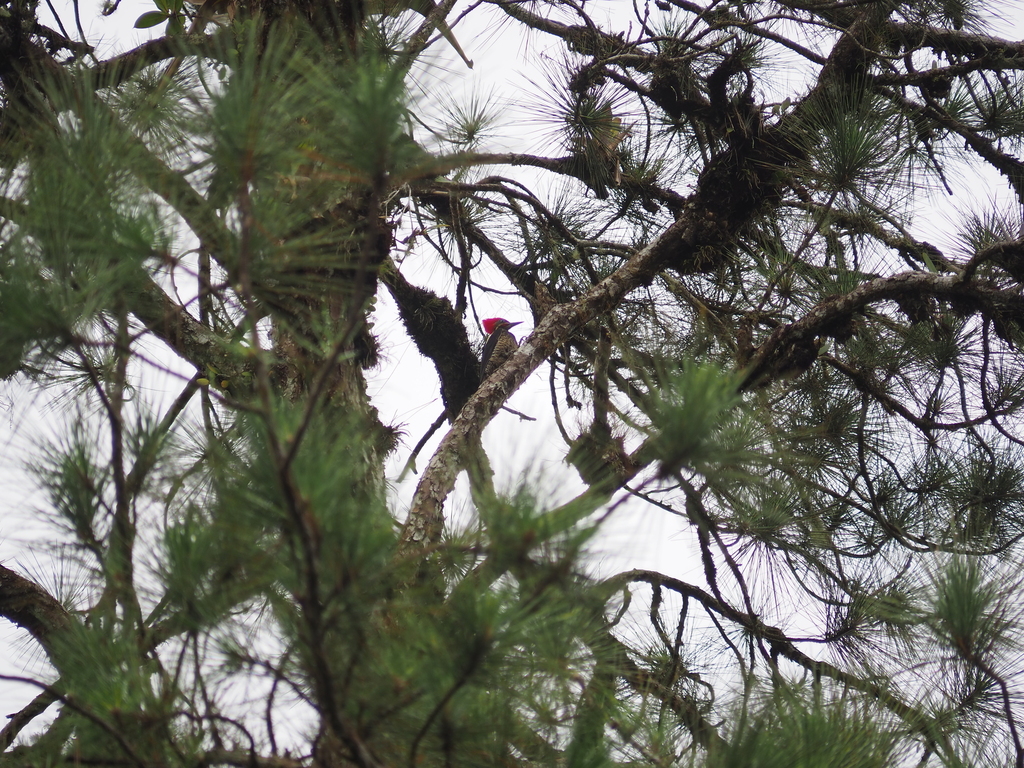 Linadted Lineated Woodpecker from Provincia de Puntarenas, Coto Brus, Costa Rica ...