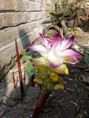 Curcuma pseudomontana
