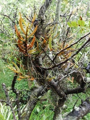 Angraecum cultriforme