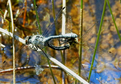 Nannothemis bella