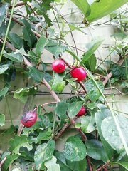 Allocassine laurifolia