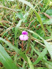 Vigna vexillata vexillata