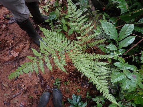Triplophyllum observed 2026-04-26