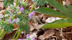 Anthophora villosula