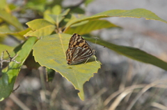 Dodona durga