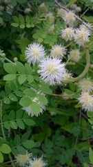 Mimosa malacophylla