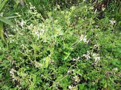 Ocimum reclinatum