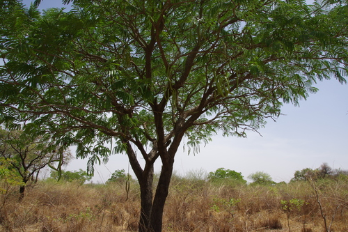 African locust bean