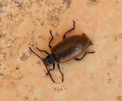 Lagria grenieri