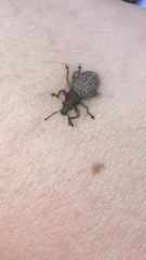 Attactagenus plumbeus