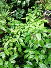 Pseuderanthemum subviscosum