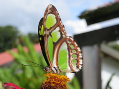 Philaethria diatonica