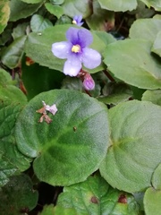 Streptocarpus ionanthus grotei