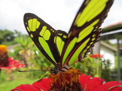 Philaethria diatonica