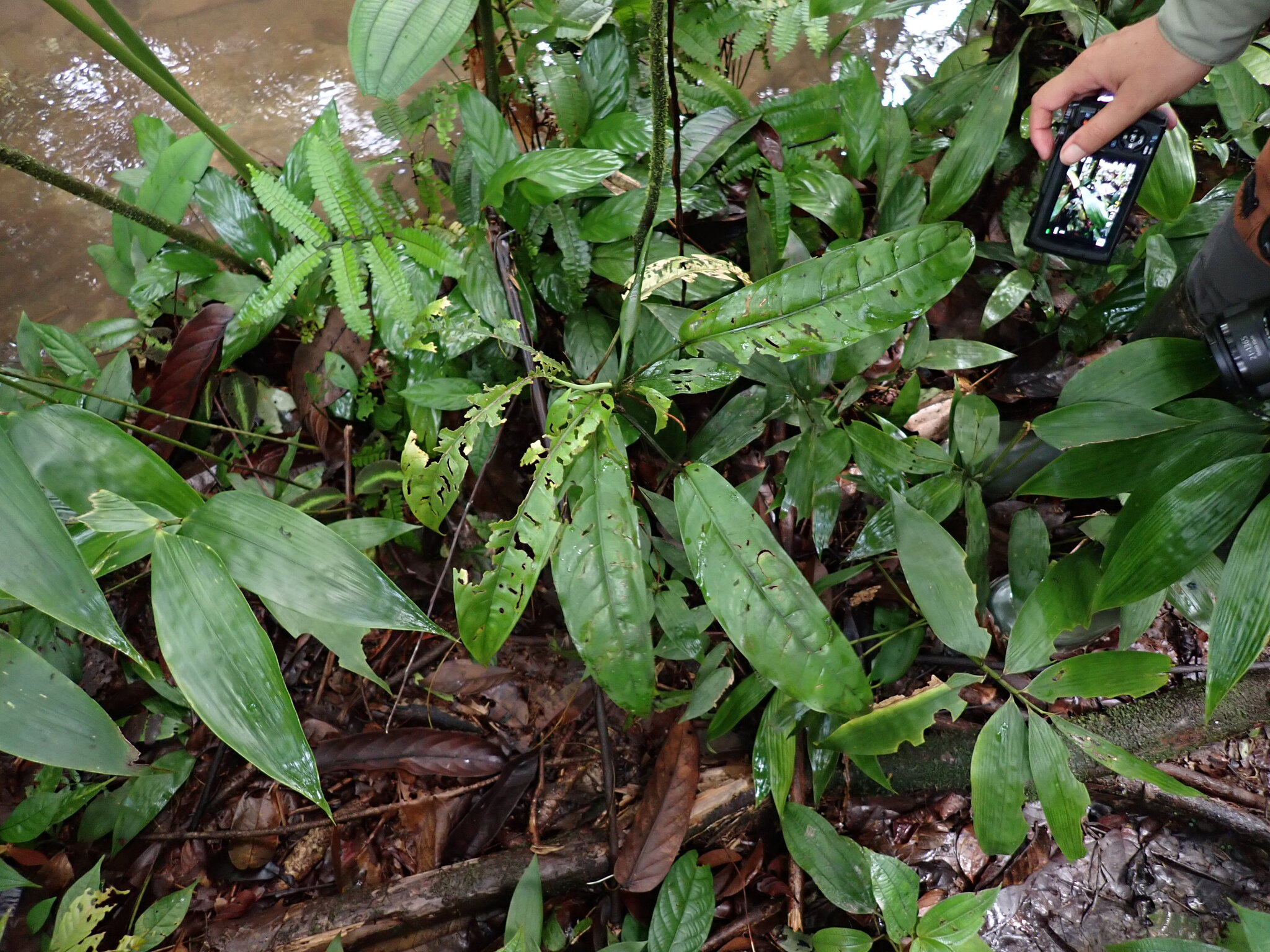 Dieffenbachia parvifolia Engl. 3