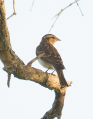 Gymnoris superciliaris