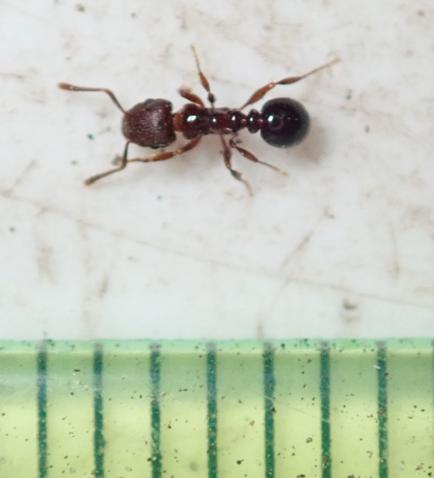 Tetramorium humbloti