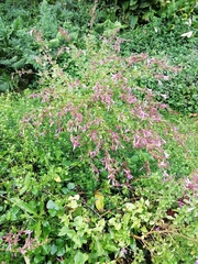 Syncolostemon ramulosus