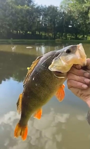 European Perch