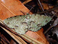 Ophthalmitis cordularioides