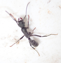 Platythyrea lamellosa