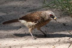 Turdoides hartlaubii