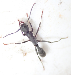 Platythyrea lamellosa