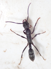 Platythyrea lamellosa