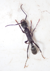 Platythyrea lamellosa